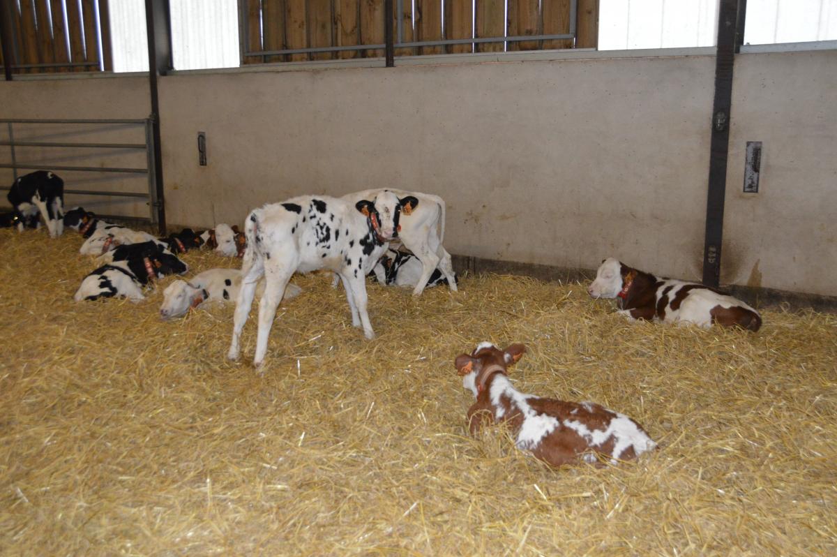 De la naissance à 2,5 mois, les veaux reçoivent du lait en poudre, du concentré fermier et du foin. Photo : H.Flamant.