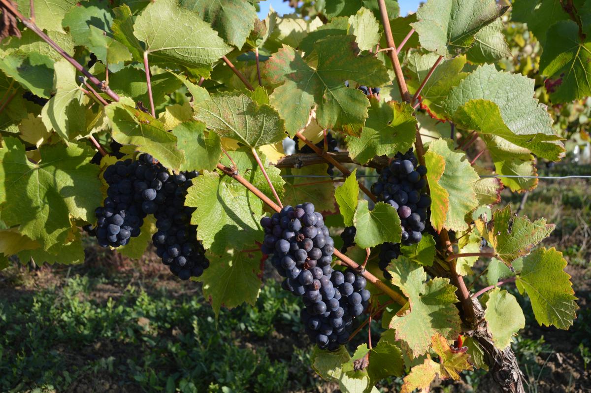 La récolte s’annonce plutôt bonne en quantité et qualité. Verdict dans quelques semaines. Photo : H.Flamant