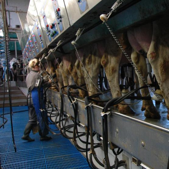 Malgré l’abondance de fourrages, une baisse de la production laitière est observée depuis le début de l’automne. En cause, une qualité des fourrages globalement médiocre. Photo : H.Flamant.