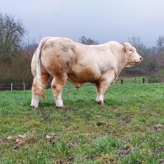 Parfait, 30 mois et 1460 kg, sera un fier représentant de l’élevage de Julien Georges et de la race Charolaise au Salon de l’Agriculture 2023. Photo : DR