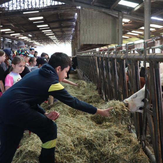 Les enfants profitent d'un moment de complicité avec les vaches du  GAEC de Froid de Fontaine. (Crédit photo : A.Jeanpierre)