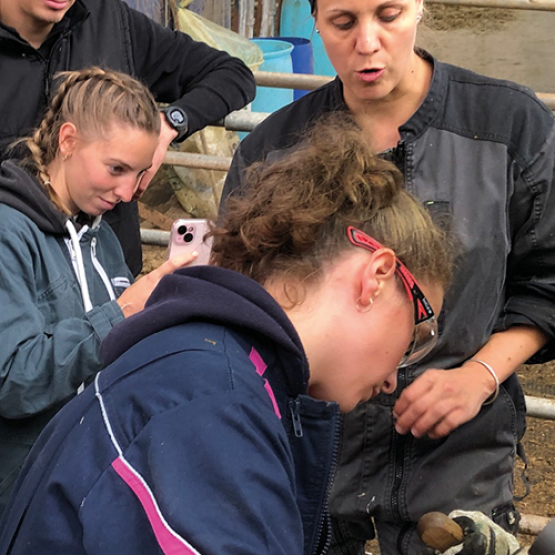 Des bancs de l’école roumaine à la ferme alsacienne, les étudiants français aspirants vétérinaires étaient à l’EARL Lutz pour une immersion organisée par le GTV GE. ©Photo A. Frintz