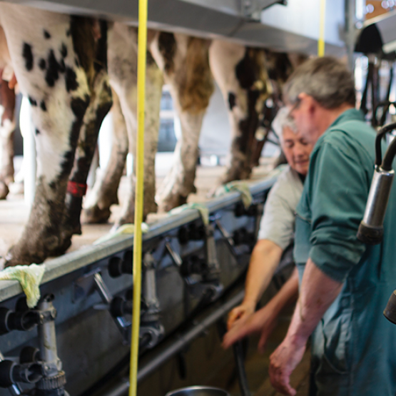 Le Compte Épargne Temps offre des avantages à la fois pour l’employeur et le salarié. © Photo L.PAGE - CNIEL