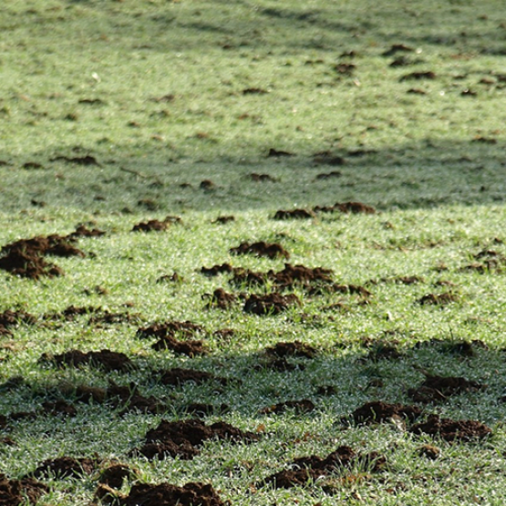 Les taupinières doivent être supprimées des surfaces pour notamment limiter les risques d’usure du matériel ou de contamination du fourrage récolté. © Photo sous licence CC