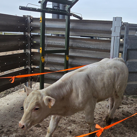 Le scanner pheno3D effectue le contrôle de performances viande de 80 à 100 animaux en deux heures. © Photo Maxence BRUYAS