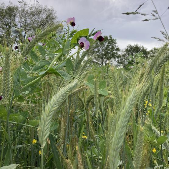 Au printemps prochain, le méteil implanté cet automne pourra être récolté en ensilage au mois de mai et ainsi reconstituer une partie des stocks qui fait aujourd’hui défaut. Photo : S.Schetelat/Idele