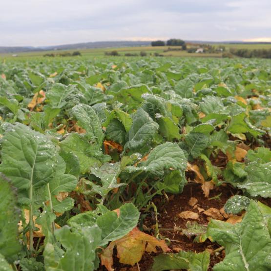La mesure du poids vert du colza en entrée hiver est fortement recommandée pour optimiser la fertilisation azotée des gros colzas. Photo : C.Guiziou-Jouen/Terres Inovia