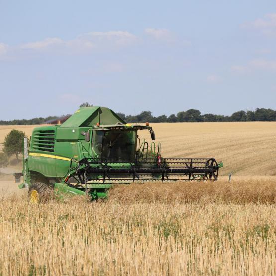Les parcelles de colza approchent de la récolte, et les températures exceptionnellement chaudes de ces derniers jours devraient accélérer la maturité. Crédit photo : Terres innovia