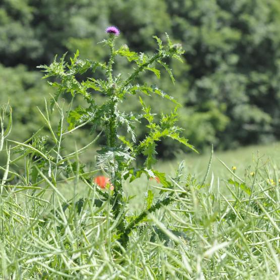 La pression chardon ne cesse d’augmenter depuis dix ans. Photo : Terres Inovia