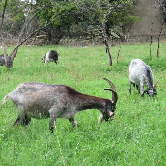 Les chèvres de William Rouleau bénéficient de 10 ha d’herbe sur les terrains de Novacarb. Une herbe que cette race rustique valorise bien. Photo : H.Flamant