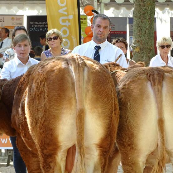 Le concours régional Limousin, en vitrine de cette vingt-neuvième édition, de la fête de l’élevage. Photo : JL.Masson