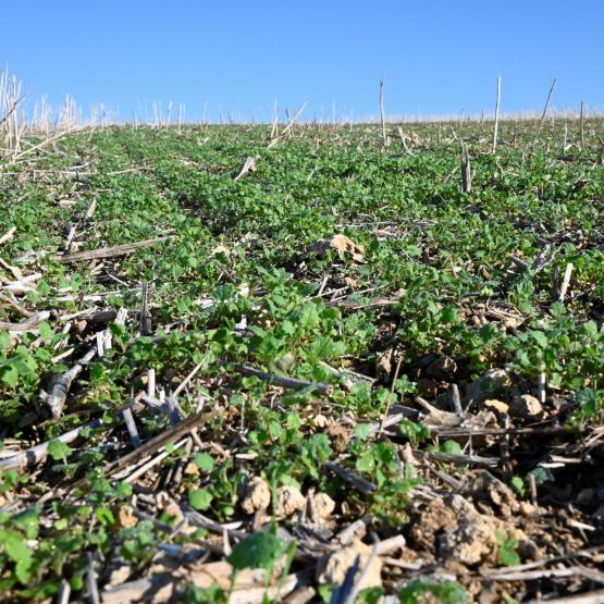 Si la répartition des repousses ne permet pas d’atteindre l’objectif de peuplement après un passage d’outil, l’intérêt économique du maintien des repousses sera compromis. Crédit photo : Laurent Jung - Terres Inovia