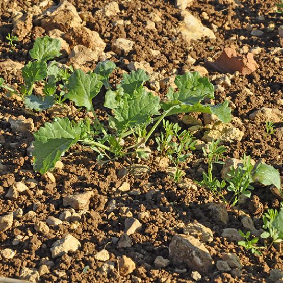 Association colza–lentille : une implantation simple, un impact limité sur le colza, et un vrai atout agronomique et logistique (crédit photo : Laurent JUNG)