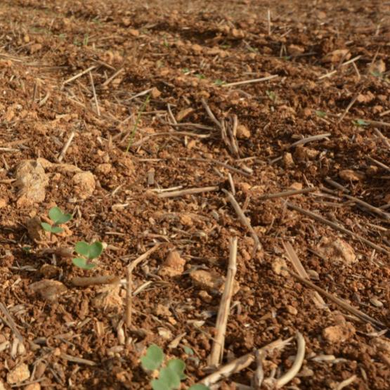 L’implantation du colza conditionne la robustesse de ce dernier vis-à-vis des agresseurs et des aléas climatiques. Crédit photo : Terres Inovia
