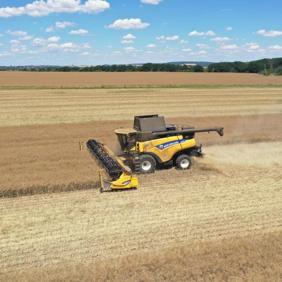 Une fois la maturité du colza atteinte, un bon réglage de la  moissonneuse-batteuse per- mettra de clôturer efficace- ment la campagne 2025. Photo : L.Jung