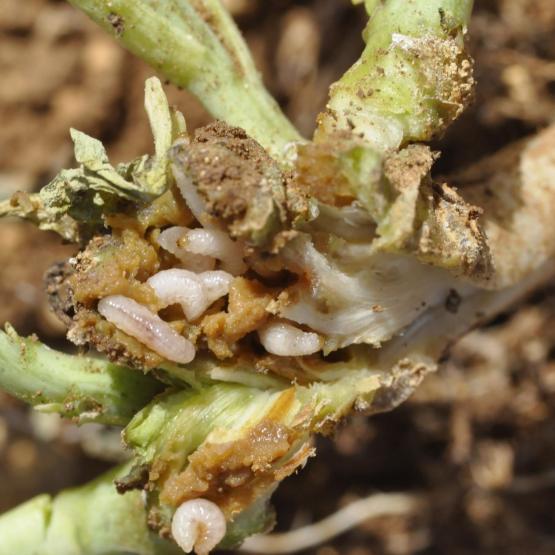 Larves de charançons au cœur de la plante. Photo : Terres Inovia.