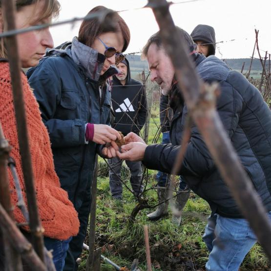 Après une matinée en salle, les viticulteurs lorrains ont pu mettre en pratique les apprentissages. Photo DR.