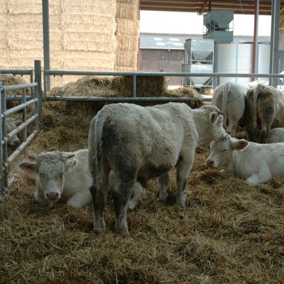 Les coûts alimentaires des rations sont en baisse pour la deuxième année consécutive. Photo : H.Flamant