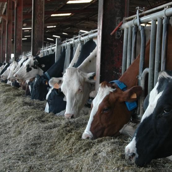 La vaccination est la seule mesure à long terme pour maitriser la fièvre Q en élevage. (Crédit photo : H.Flamant)