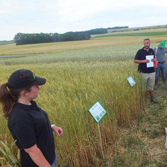 Les conseillers ont passé en revue une trentaine de variétés cultivées sur des microparcelles. 