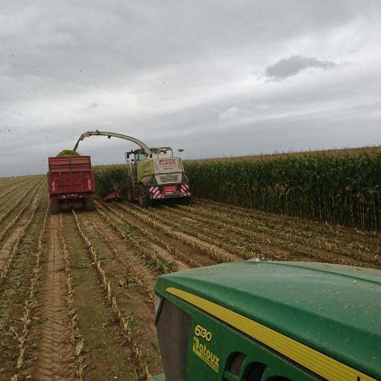 En Meurthe-et-Moselle, l'ensilage ne devrait pas intervenir avant le 5 septembre, selon les estimations. Photo : FarmerSeb.