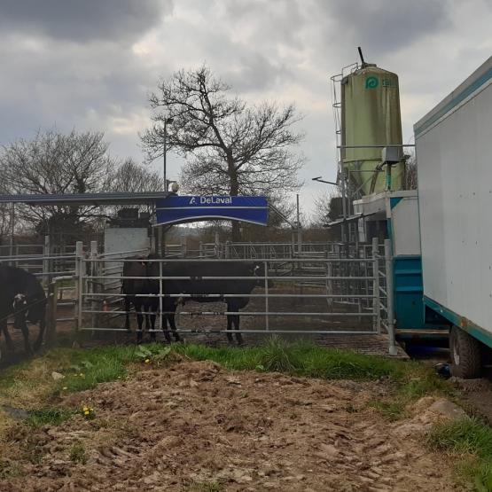 A la ferme expérimentale de Trévarez, dans le Finistère, le pâturage hivernal est mis en pratique. Crédit photo : Ferme expérimentale de Trévarez.