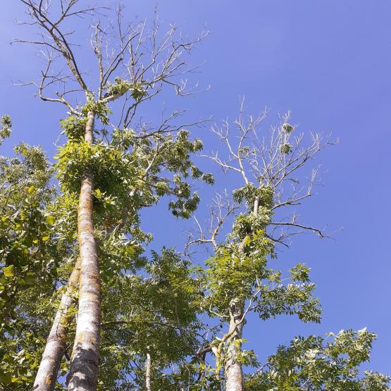 Frênes dépérissants dus à la chalarose – Jean Marie Sylvestre, CDA 54