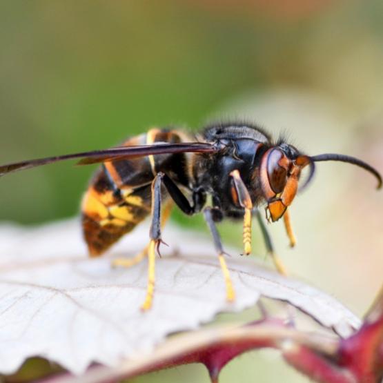 Outre les incidences sur l’activité humaine, le frelon asiatique à pattes jaunes affaiblit les colonies d’abeilles et impacte les rendements agricoles dépendant de la pollinisation. Photo DR.