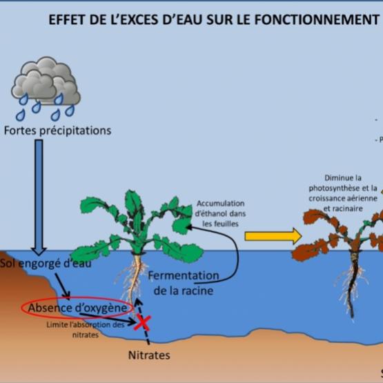 Effet de l’excès d’eau sur le fonctionnement du colza. Source : Terres Inovia.