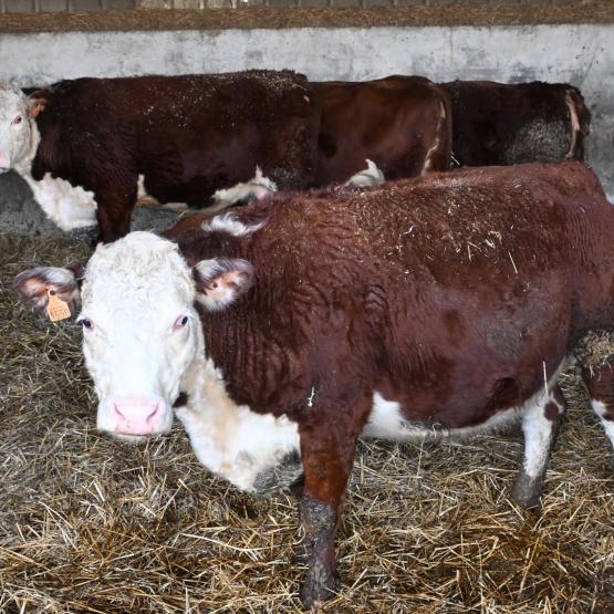 Bastien et Régis conduisent un troupeau de 150 vaches Hereford, race reconnue pour la qualité de sa viande et sa valorisation exceptionnelle de l’herbe. 