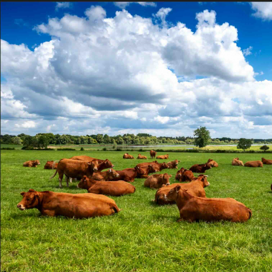 Côté allaitant, l'élevage se recentre sur le modèle des « naisseurs ». Photo iStock.