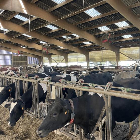 Une ration de qualité pour des vaches à haut potentiel génétique. Photo DR.