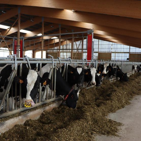 2025, une année avec globalement peu de risques mycotoxines. Photo : H.Flamant