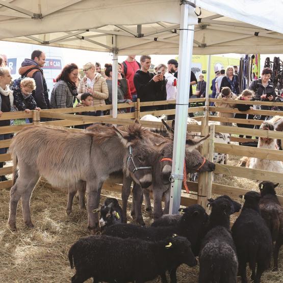 Bien qu’il n’y ait pas de bovin présent cette année, les animaux présents sauront attirer les visiteurs. Photo DR.