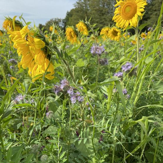 Pour que les couverts végétaux soient pleinement efficaces, il faut les implanter au bon moment. «Vous aurez des échecs, mais il faut persévérer», dit Sarah Singa. (Crédit photo : F.PERY)