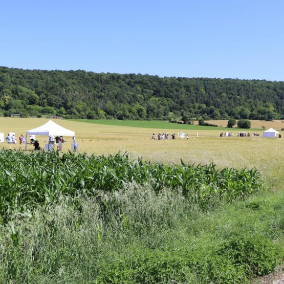 Ateliers en champ, animations, et présentations des résultats des essais en agriculture biologique par les conseillers de la CRAGE. (Crédit photo : Justine JORIS)