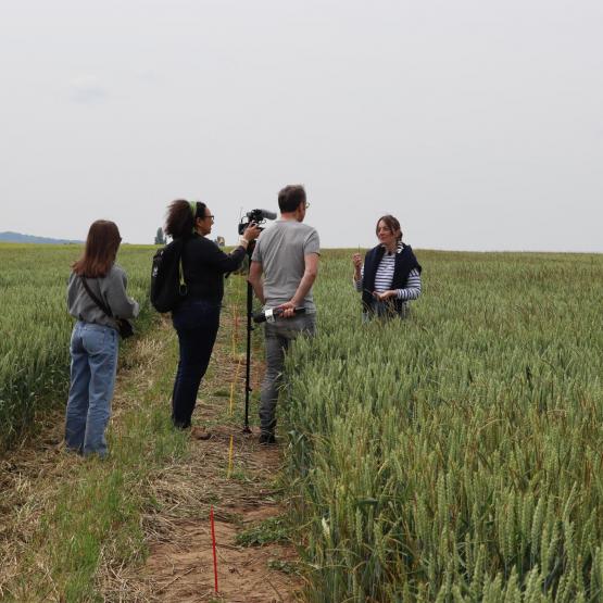 Constance Richard, responsable du service agronomie de Lorca, sensibilise le grand public aux enjeux liés au vulpin et à l’ergot, devant les caméras de France 3. Photo : J.Joris