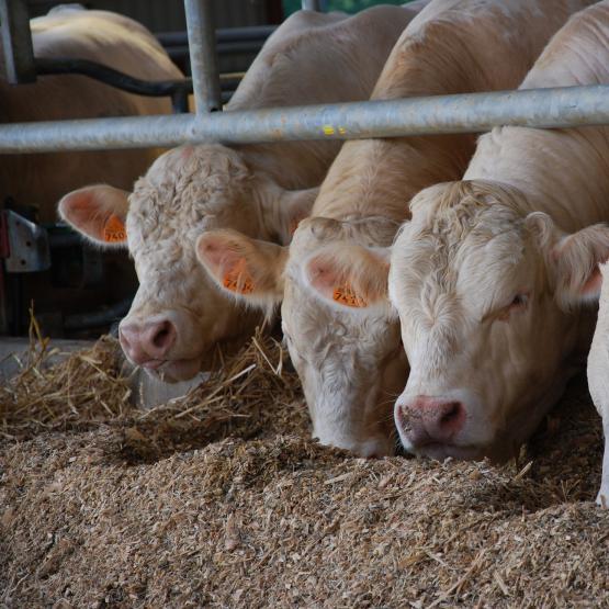 La rentabilité de l’engraissement passe par une bonne maîtrise technique et un suivi pointu des animaux. Photo DR