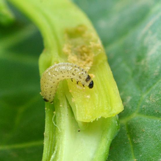 En cas de risque agronomique identifié, le seuil d’intervention est de 3 larves de grosses altises par pied. Photo : L. Jung/Terres inovia