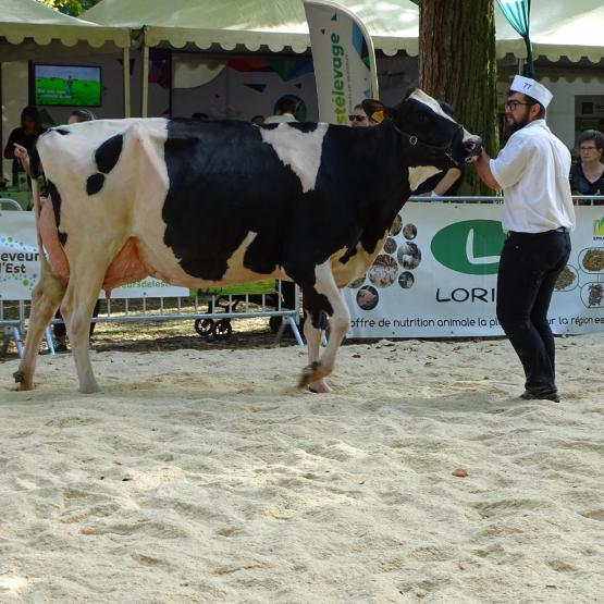 Louane accomplit son dernier tour de piste, sous l’œil du juge Prim’Holstein. Elle sera la grande Championne de Lunéville 2021. Photo : JL.Masson