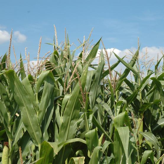 Arvalis souhaite sensibiliser les éleveurs, les CUMA et les entreprises de travaux agricoles à l’avancement de la maturité des maïs, afin de déclencher les chantiers de récolte à temps. Photo d’archives.