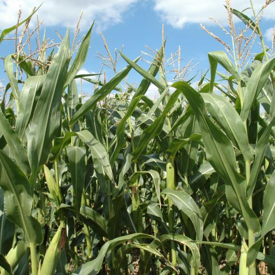 Sur la récolte 2025, «près de 75 % des ensilages de maïs présente une teneur en amidon supérieure à 30 %».