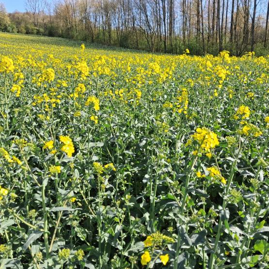 Le colza a subi des à-coups climatiques au moment de la floraison.