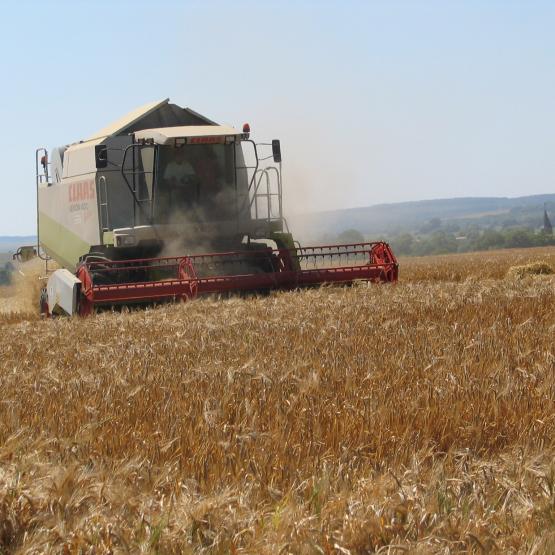 La moisson du blé battait son plein cette semaine (Photo d’archives).