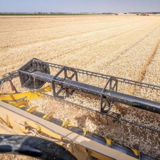 La moisson 2024 laisse «un sentiment très amer», selon Vincent Le Ber, responsable céréales chez  Lorca. «On n’imaginait pas une grande moisson, c’est pire que prévu». Photo : Stéphane Grossin-Anefa.