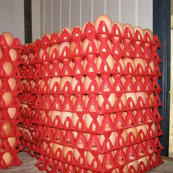 60 millions d’œufs ont encore été conditionnés à Maizières en 2022. Photo : JL.Masson