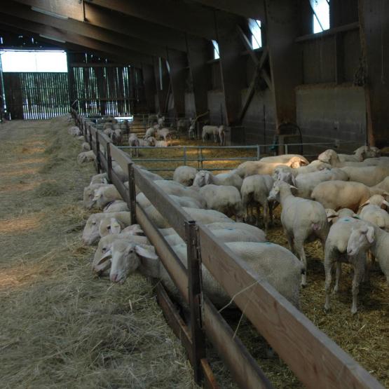 Au 8 août, la France comptabilisait trois foyers de Fco-Btv 3, dans le Nord, l’Aisne et les Ardennes. Photo : H.Flamant