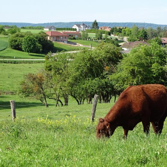 Aline Baguet : « Les régions, les territoires, et les filières doivent réfléchir, localement, autour des leviers d’action » établis au niveau national.