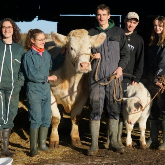 Les six étudiants de l’IUT Nancy-Brabois avec Olympia et ses deux veaux, Tatiana et Theresa. Photo : DR