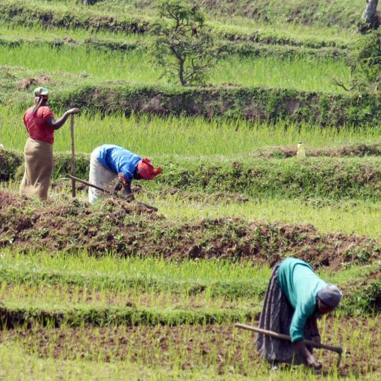 Identifier les grands enjeux qui se posent au monde agricole dans les pays du Sud et les actions pour y répondre (Photo d’archives au Rwanda, source Gescod).